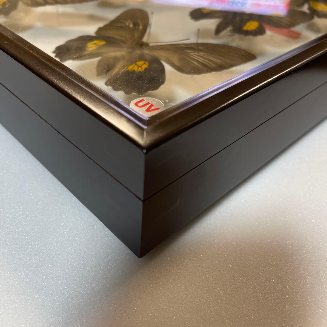 キシタアゲハ　9頭