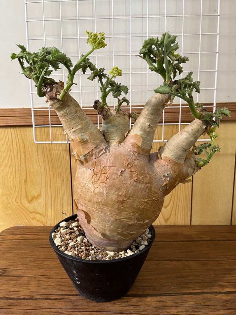 キフォステンマ　マクロプス　発根済み