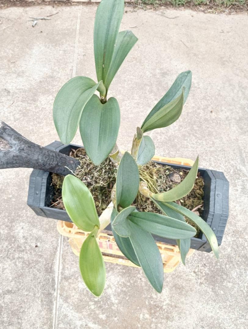 courgetteタイミンセッコク