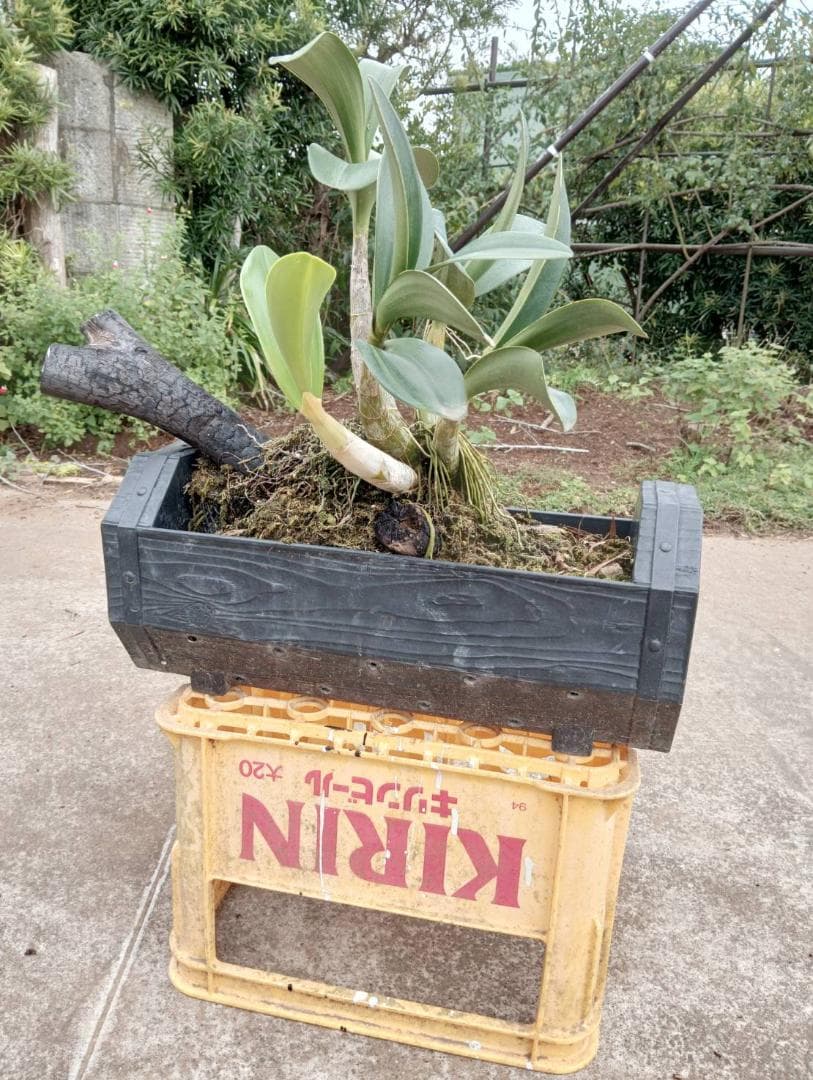 courgetteタイミンセッコク