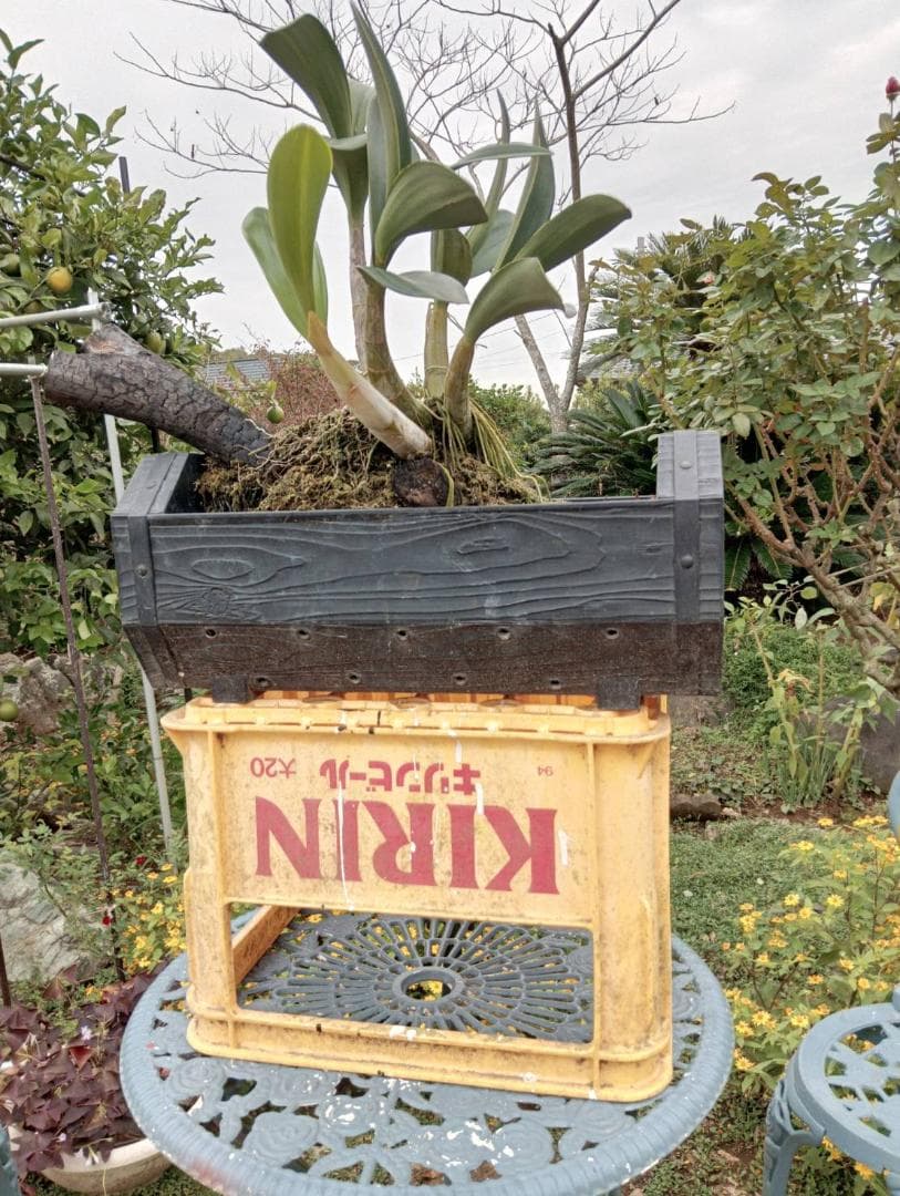 courgetteタイミンセッコク