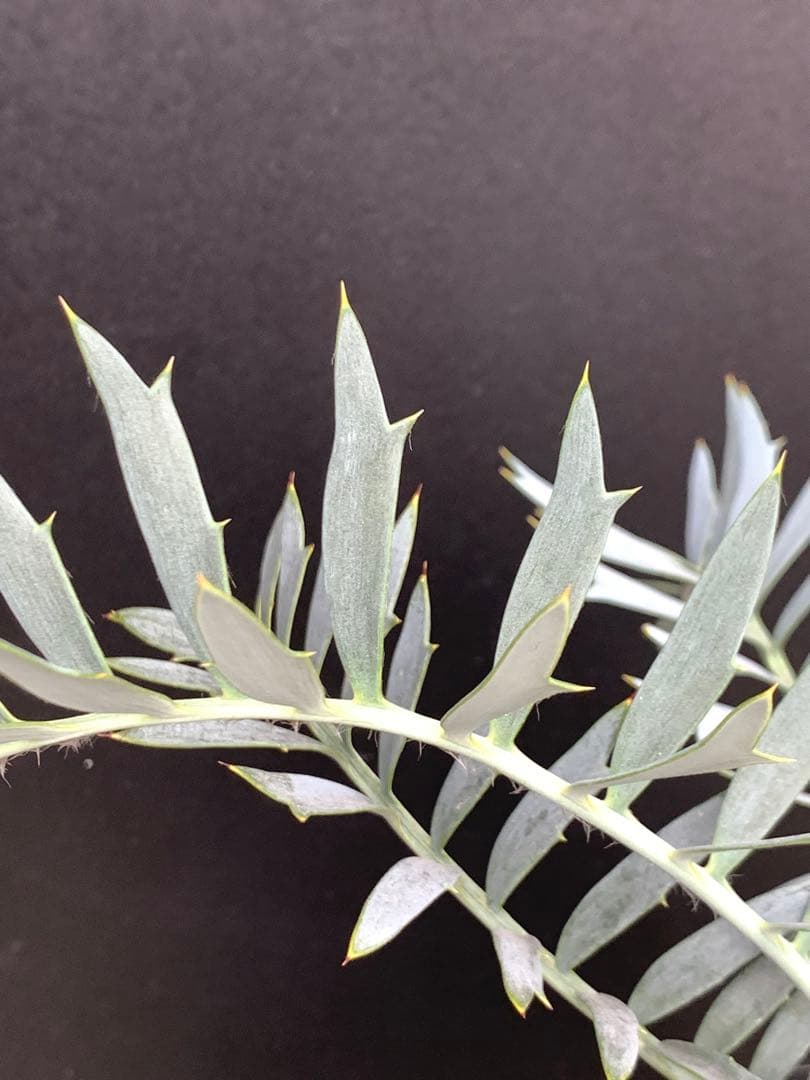 【シャープ葉】エンセファラルトス・ホリダス｜横張り良・見応えありNo3-34