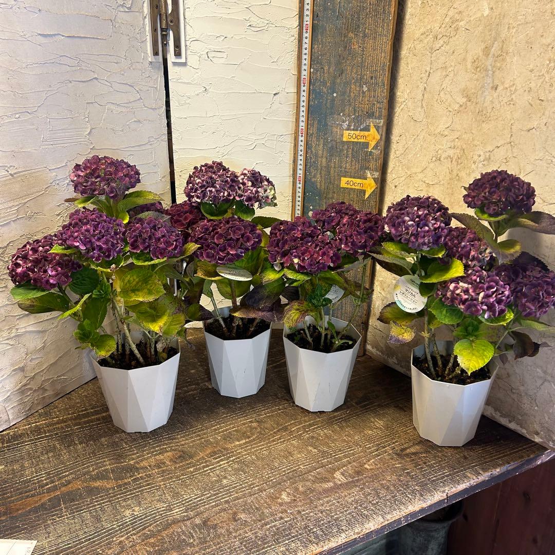 も*子様 アジサイ　マジカルレボリューション　5寸1種4鉢　紫陽花