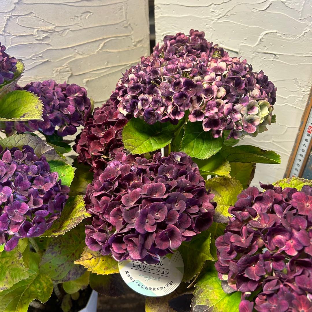 も*子様 アジサイ　マジカルレボリューション　5寸1種4鉢　紫陽花