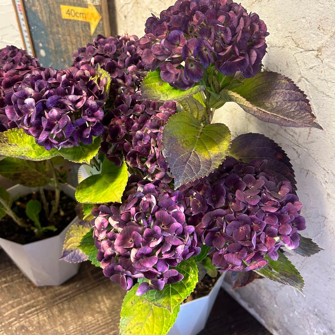 も*子様 アジサイ　マジカルレボリューション　5寸1種4鉢　紫陽花