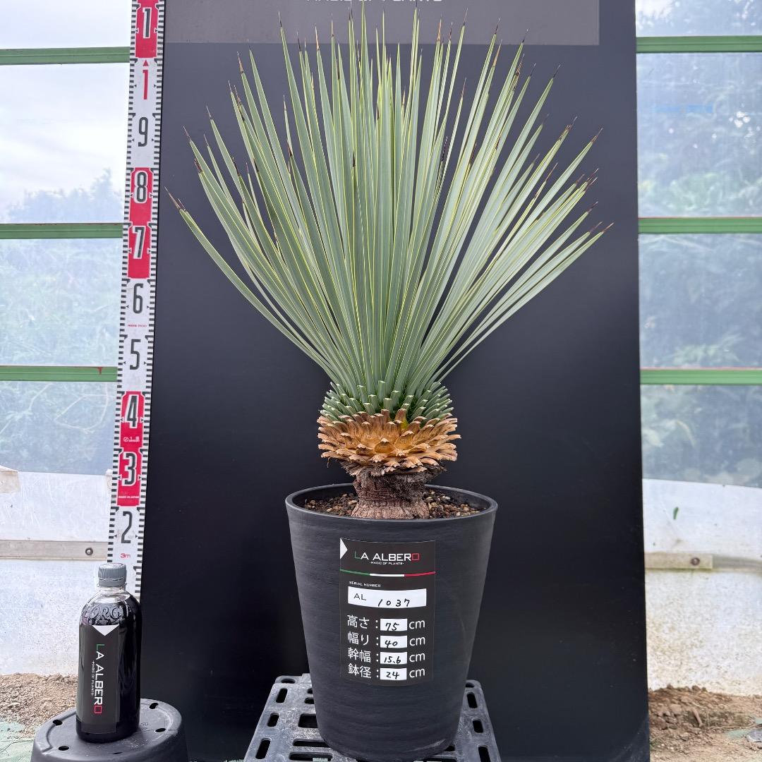 【AL1037】ユッカ　ロストラータ