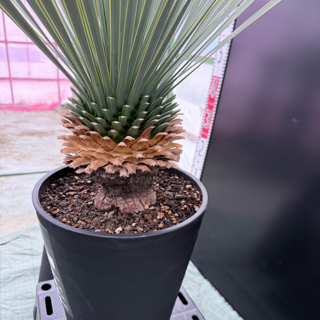 【AL1037】ユッカ　ロストラータ