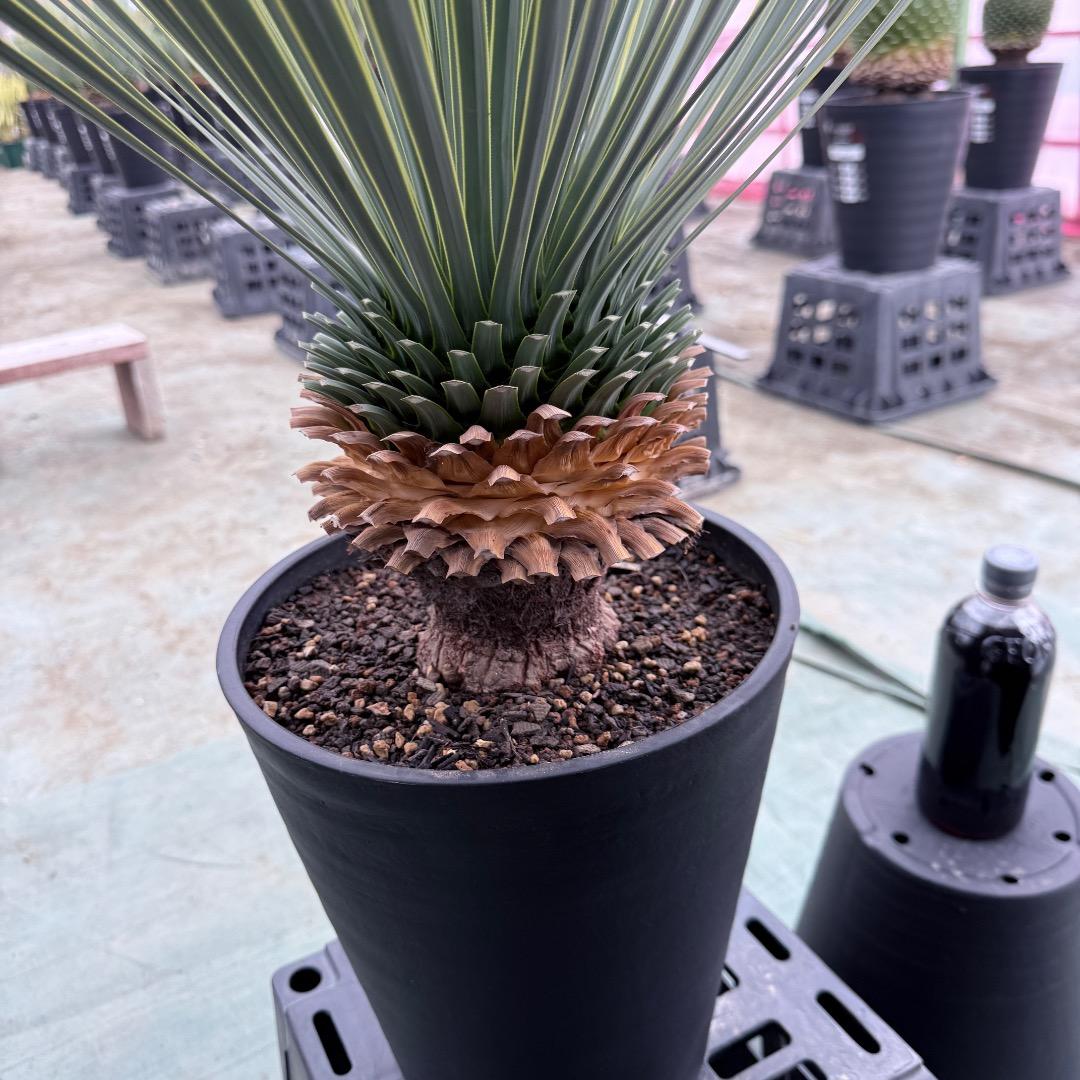 【AL1037】ユッカ　ロストラータ