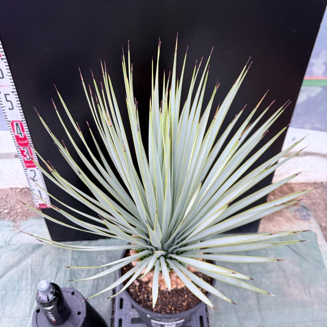 【AL1037】ユッカ　ロストラータ