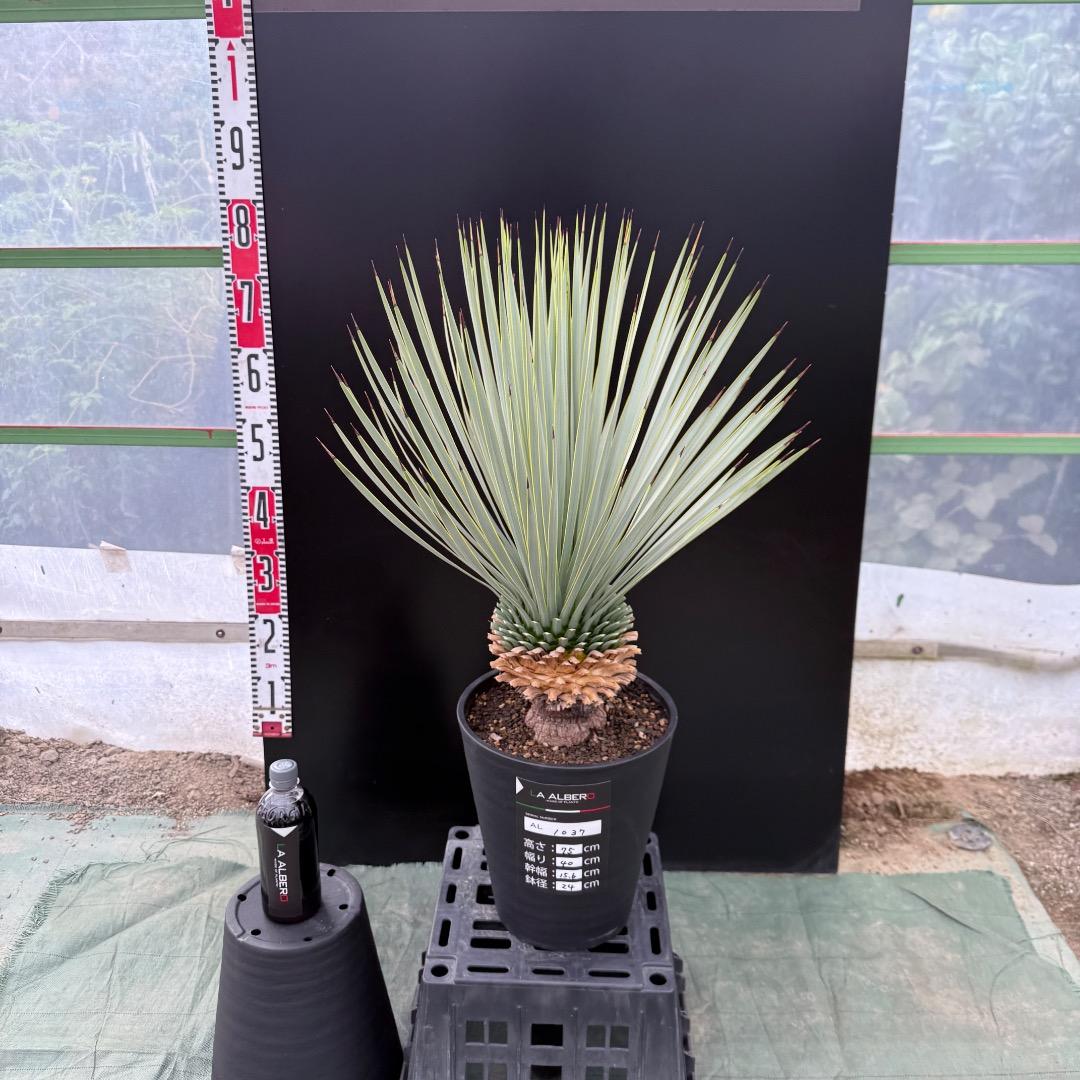 【AL1037】ユッカ　ロストラータ