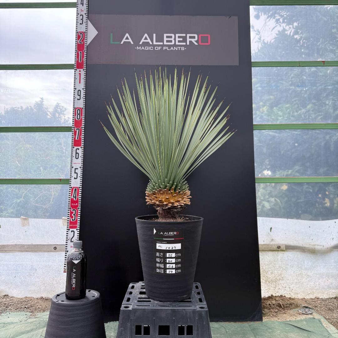 【AL1037】ユッカ　ロストラータ