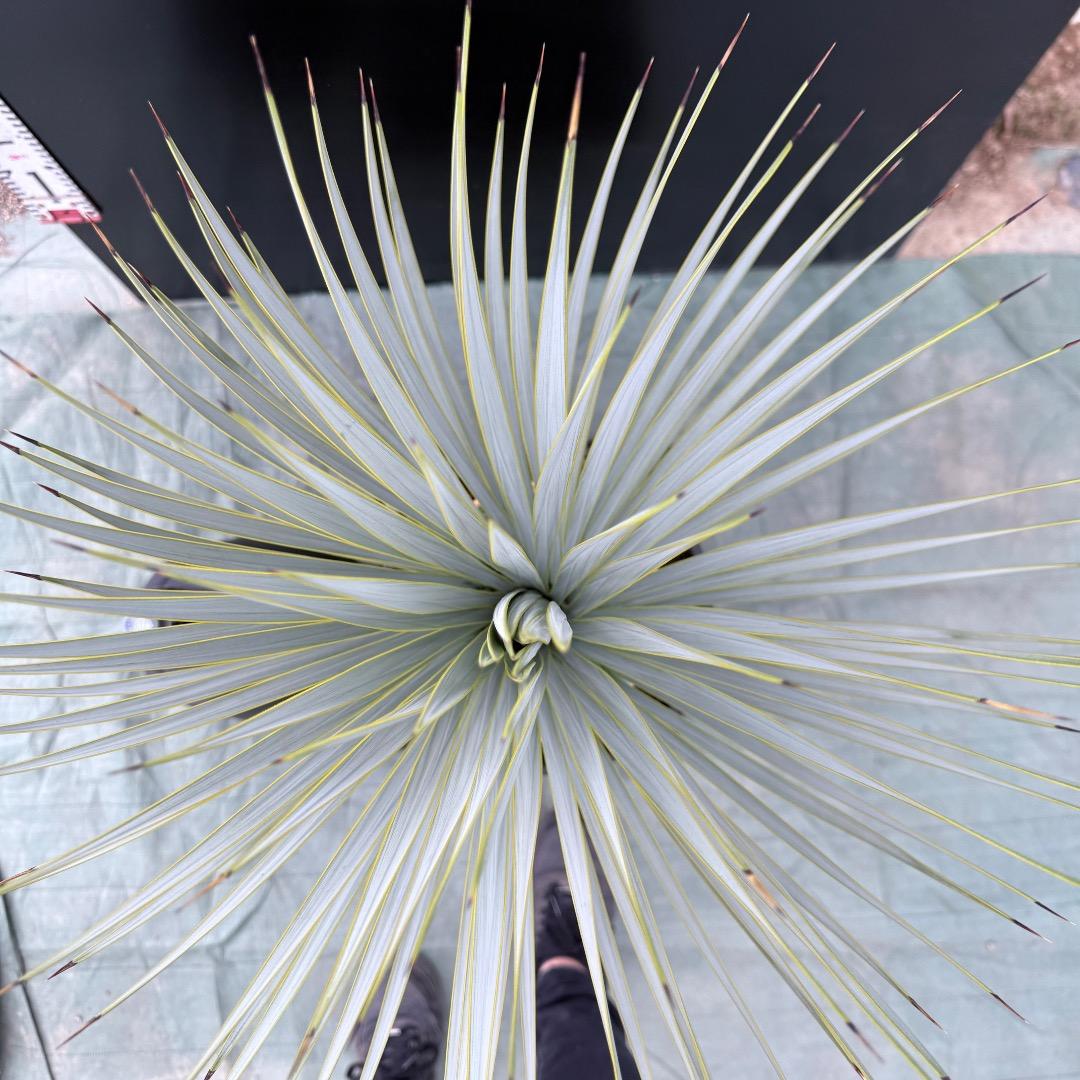 【AL1037】ユッカ　ロストラータ