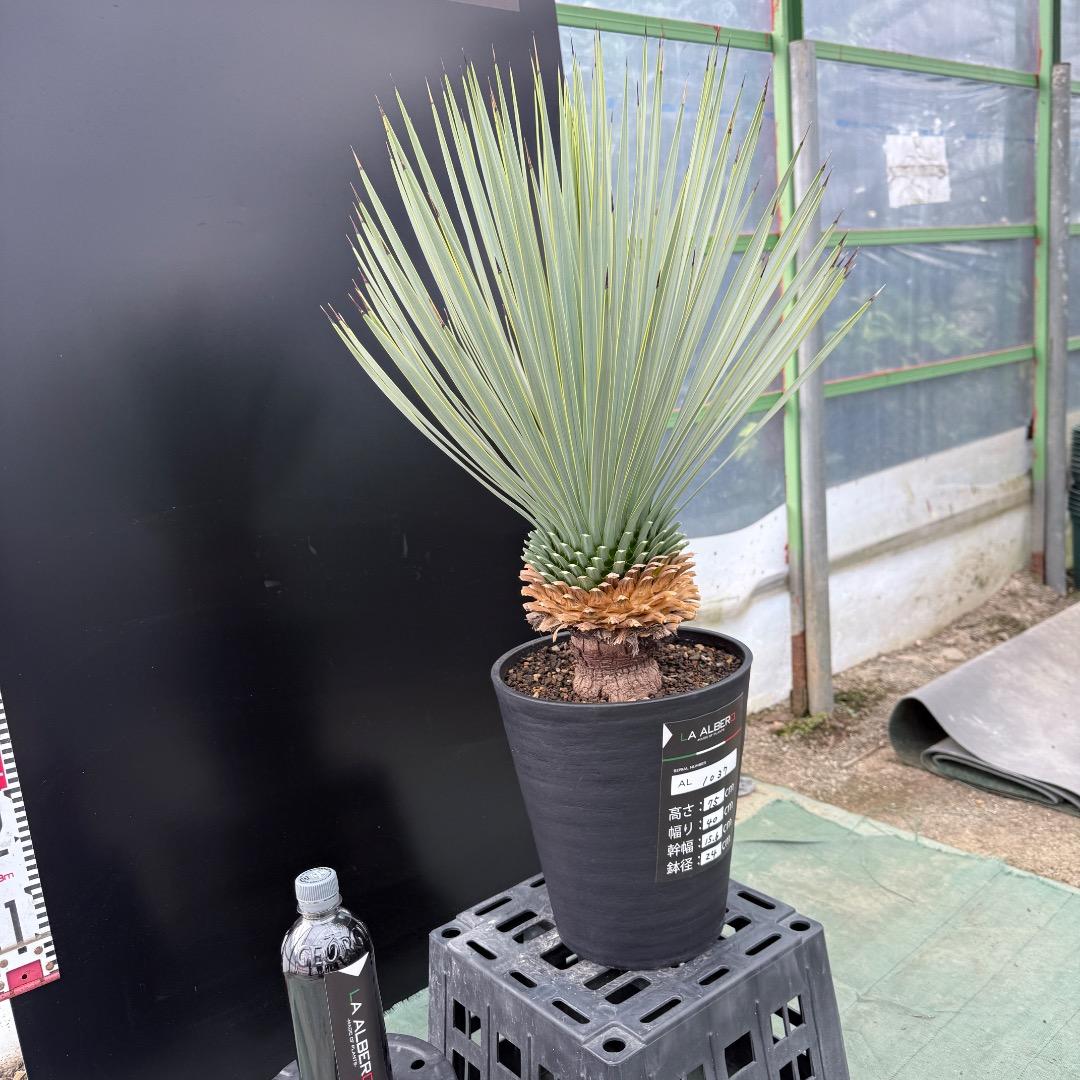 【AL1037】ユッカ　ロストラータ