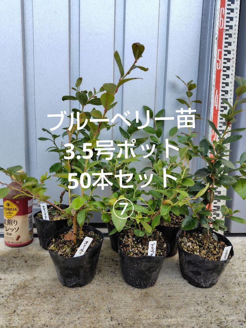 ブルーベリー苗3.5号ポット50本セット⑦