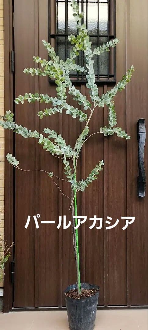 パールアカシア　苗木　ポット苗　ミモザ　庭木　植栽