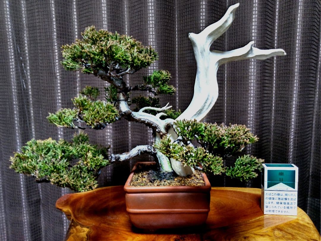 【貴風 創作　真柏盆栽】⭕TANUKI創り舎利、神❗