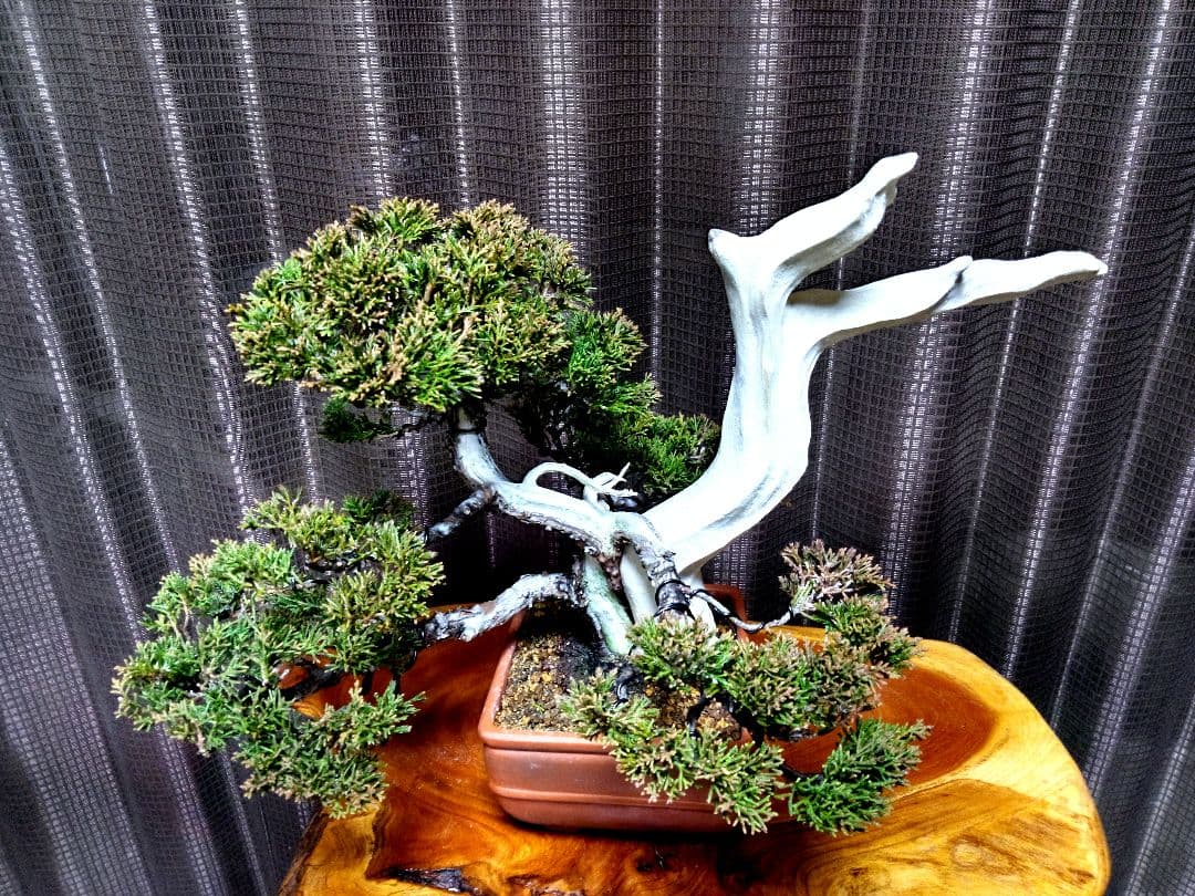 【貴風 創作　真柏盆栽】⭕TANUKI創り舎利、神❗