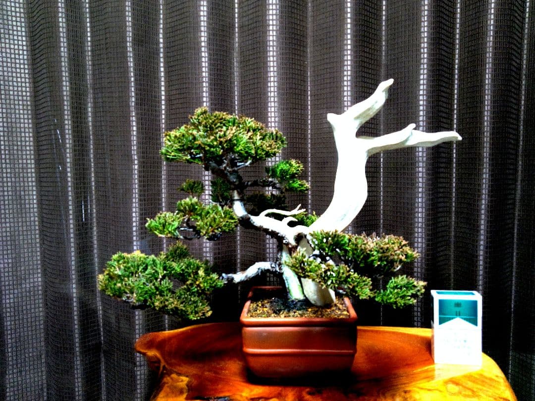 【貴風 創作　真柏盆栽】⭕TANUKI創り舎利、神❗