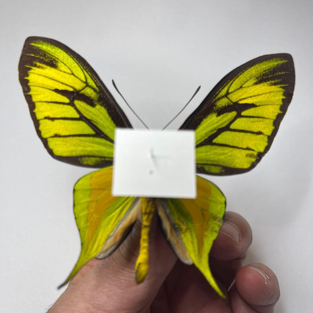 極楽トリバネアゲハ蝶