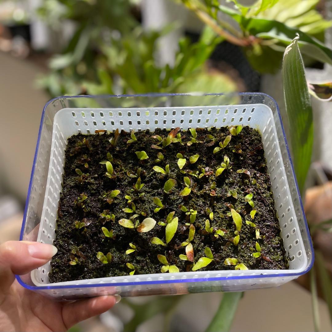 P.willinckii 'OMG' 前葉体・胞子体