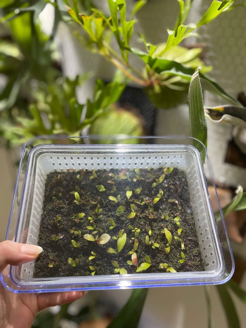 P.willinckii 'OMG' 前葉体・胞子体