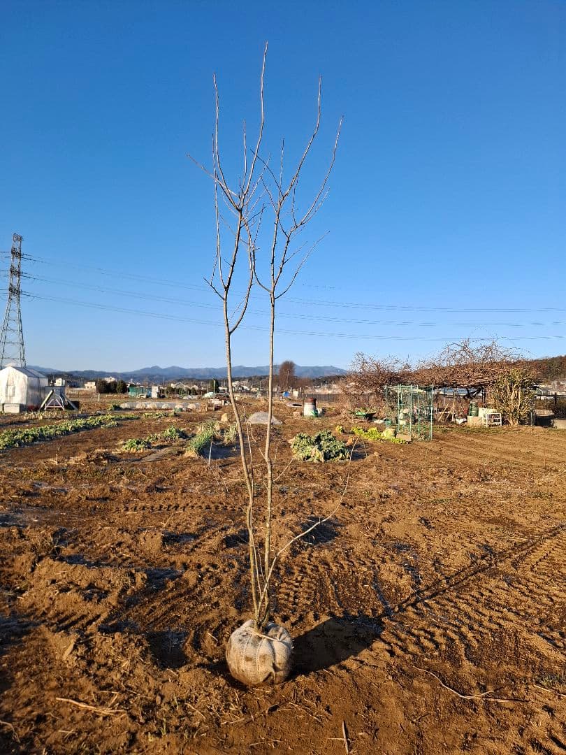 アオダモ　山彩り　ーーアオハダ、モミジ、カエデーー