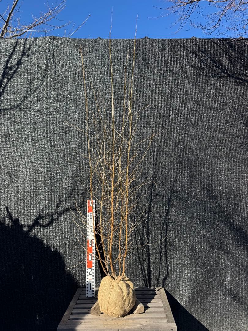 エゴノキ　株立ち　【品番3522】