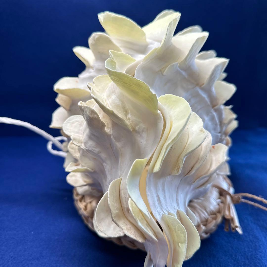 シャコガイ（ヒレシャコ貝）　インテリア　飾り物　アクセサリー　オブジェ