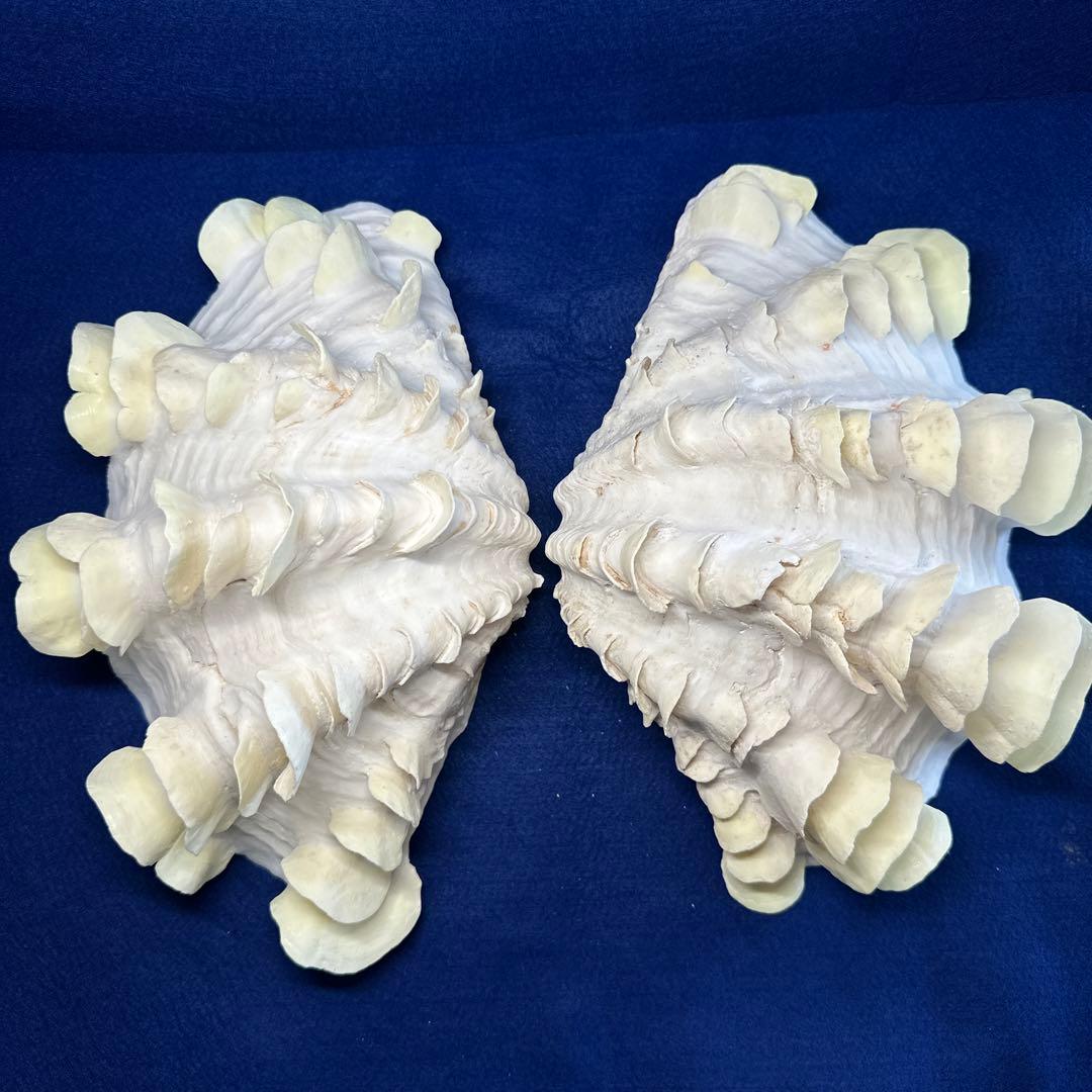 シャコガイ（ヒレシャコ貝）　インテリア　飾り物　アクセサリー　オブジェ