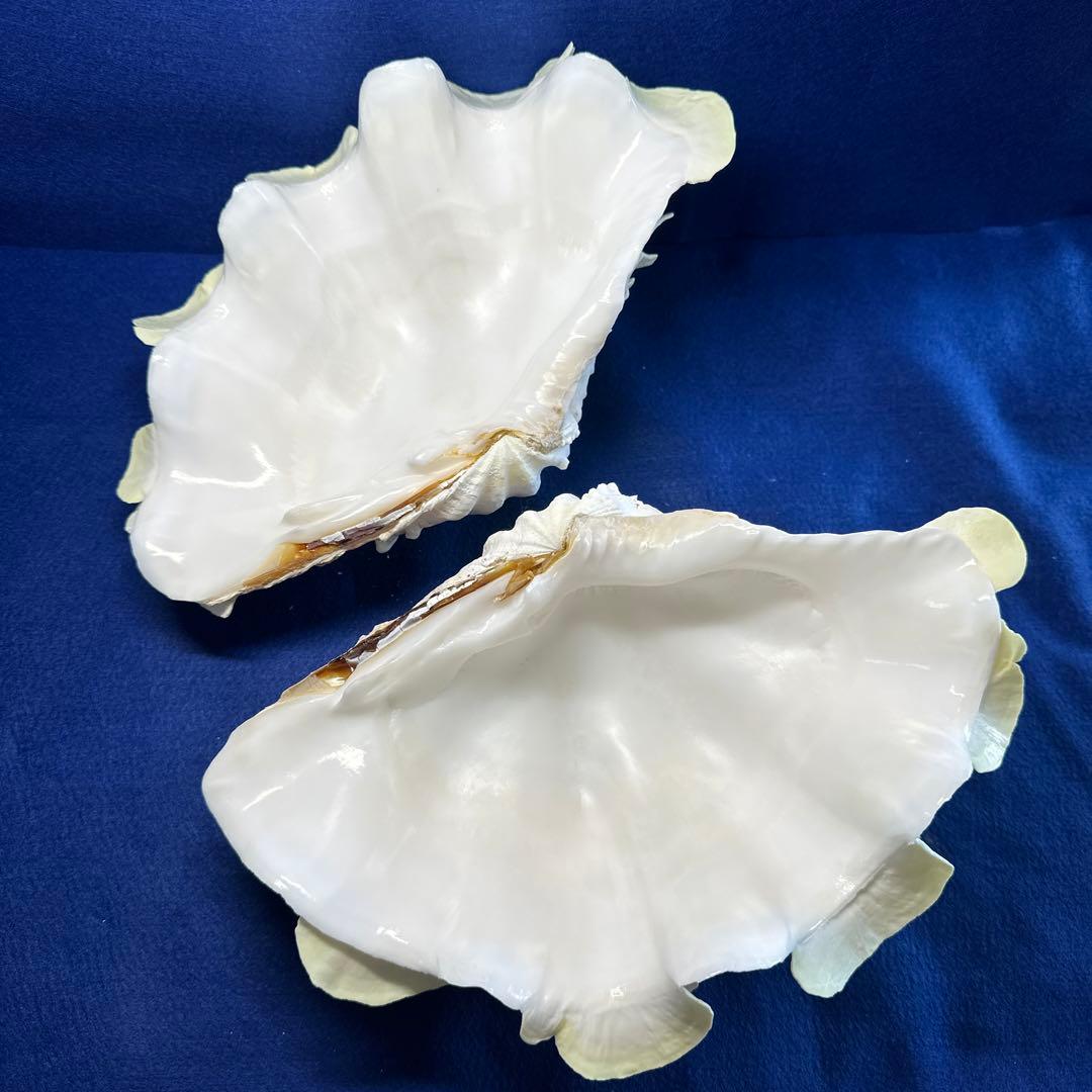 シャコガイ（ヒレシャコ貝）　インテリア　飾り物　アクセサリー　オブジェ