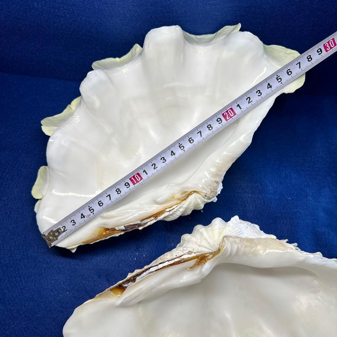 シャコガイ（ヒレシャコ貝）　インテリア　飾り物　アクセサリー　オブジェ