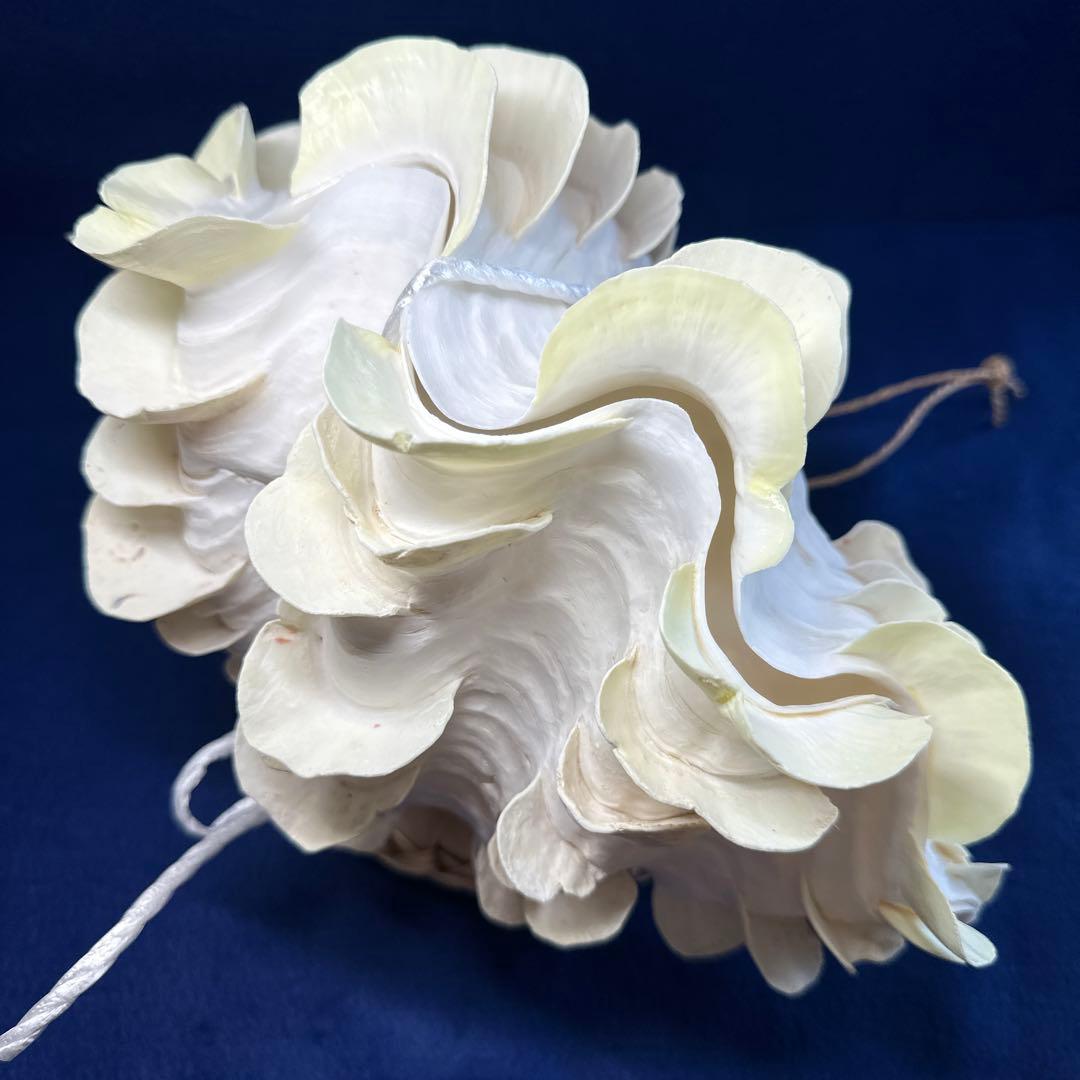 シャコガイ（ヒレシャコ貝）　インテリア　飾り物　アクセサリー　オブジェ