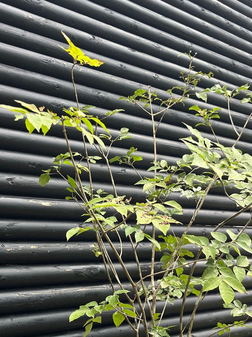 山採り天然　アオダモ　５本株立　100