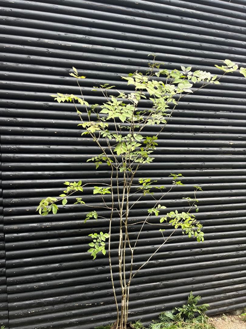 山採り天然　アオダモ　５本株立　100