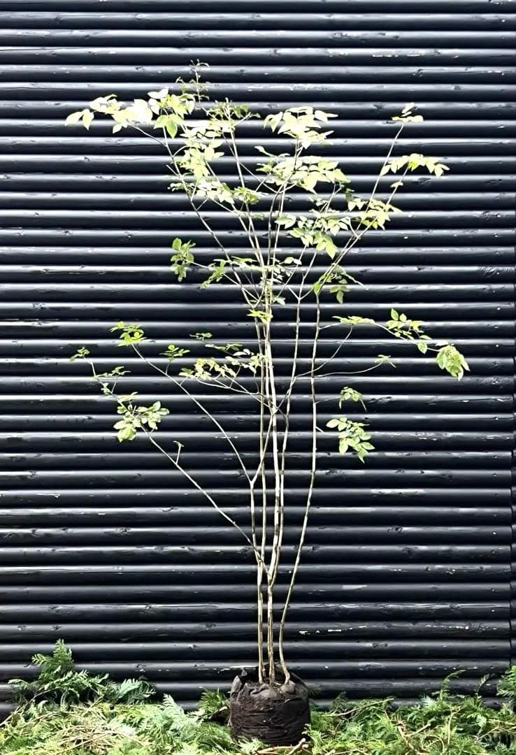 山採り天然　アオダモ　５本株立　100