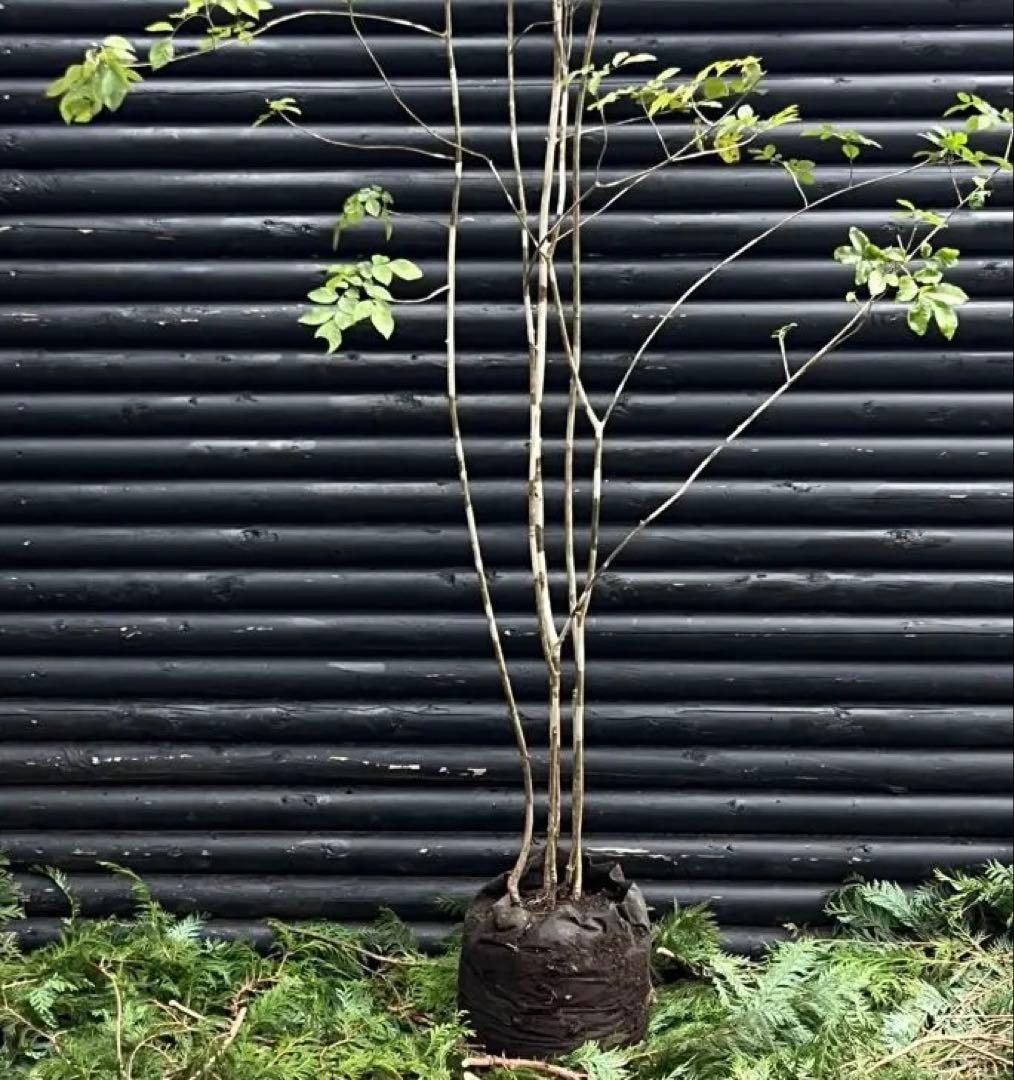 山採り天然　アオダモ　５本株立　100