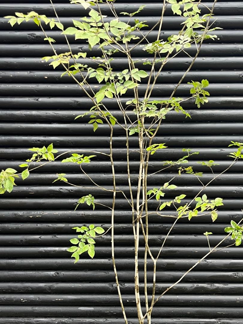 山採り天然　アオダモ　５本株立　100