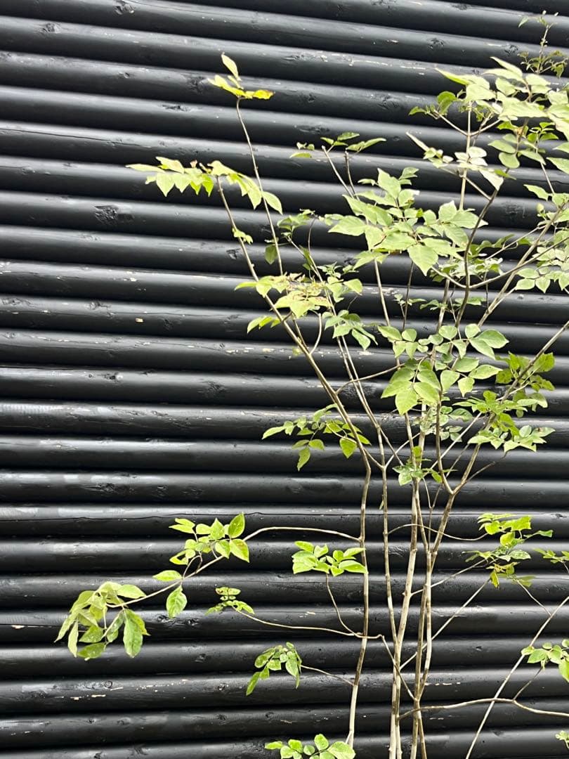 山採り天然　アオダモ　５本株立　100