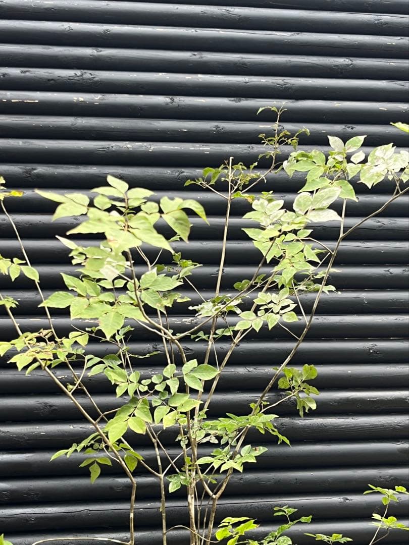 山採り天然　アオダモ　５本株立　100