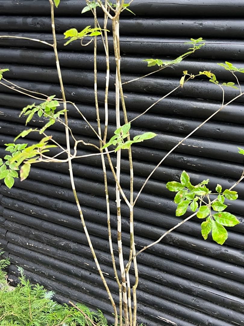 山採り天然　アオダモ　５本株立　100