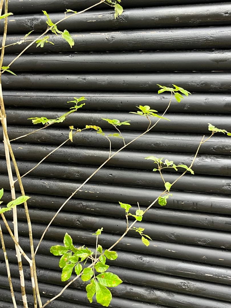 山採り天然　アオダモ　５本株立　100