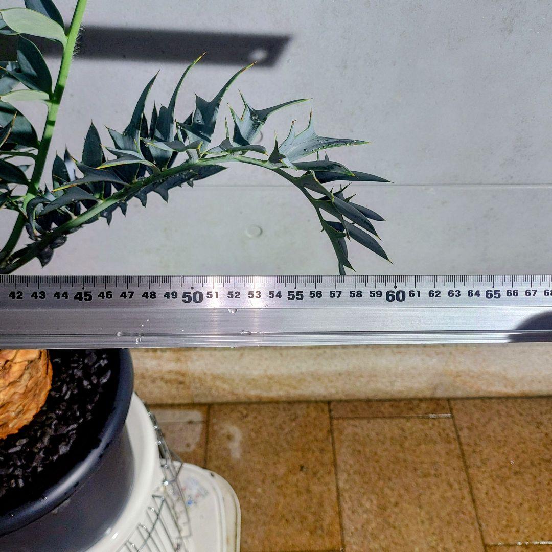 エンセファラルトス　ホリダスEncephalartos horridus