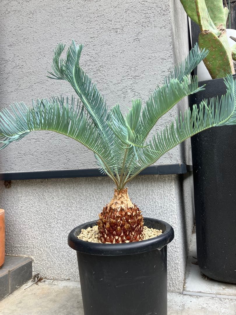 極上フレッシュ株　青白タイプ　サイカス　カイルンシアナ