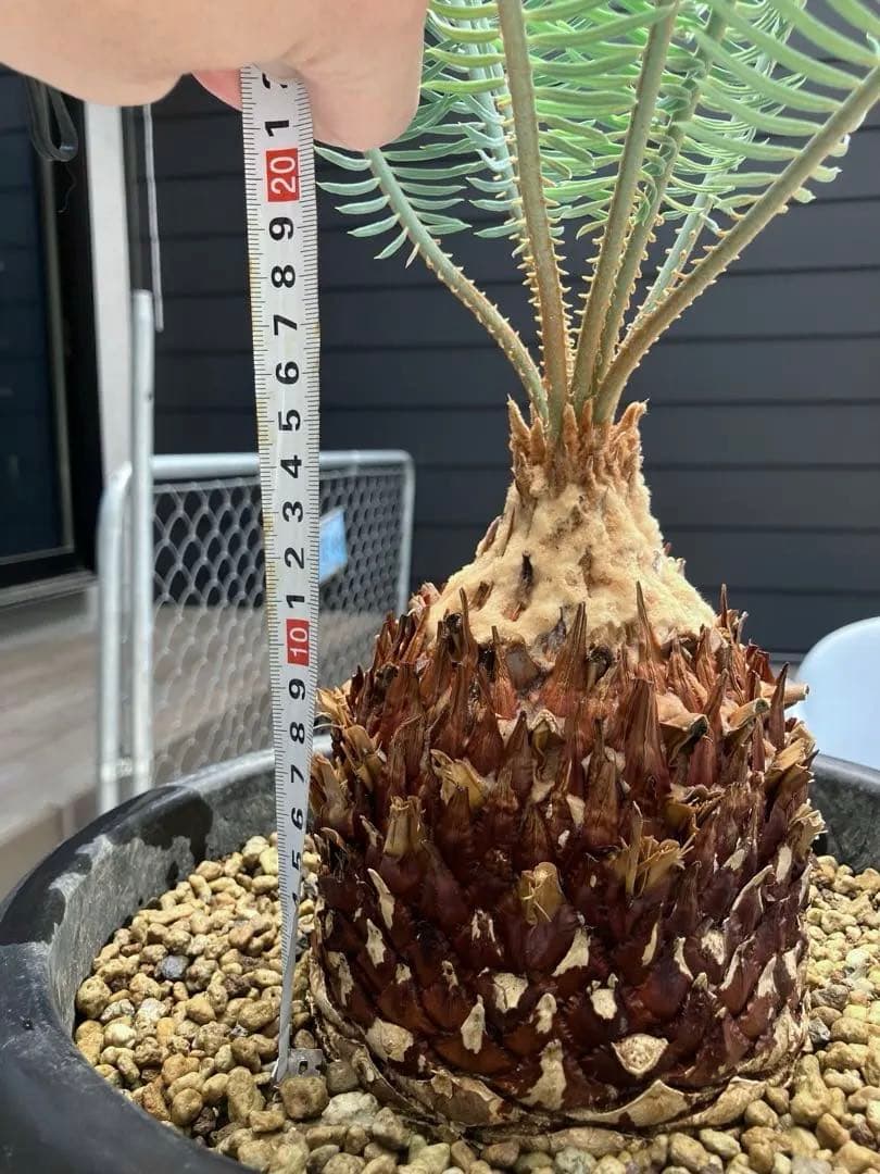 極上フレッシュ株　青白タイプ　サイカス　カイルンシアナ