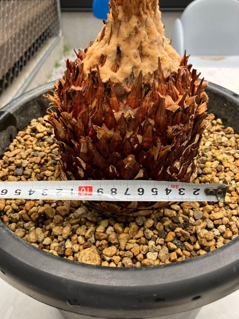 極上フレッシュ株　青白タイプ　サイカス　カイルンシアナ