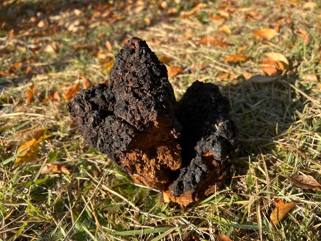 カバノアナタケ　チャーガ茶　【八幡平市産】640g