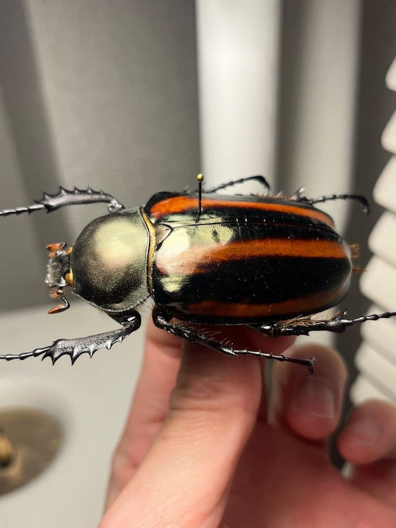 【手長黄金最高峰】セスジドウナガテナガコガネ ♀標本 プラチナコガネ