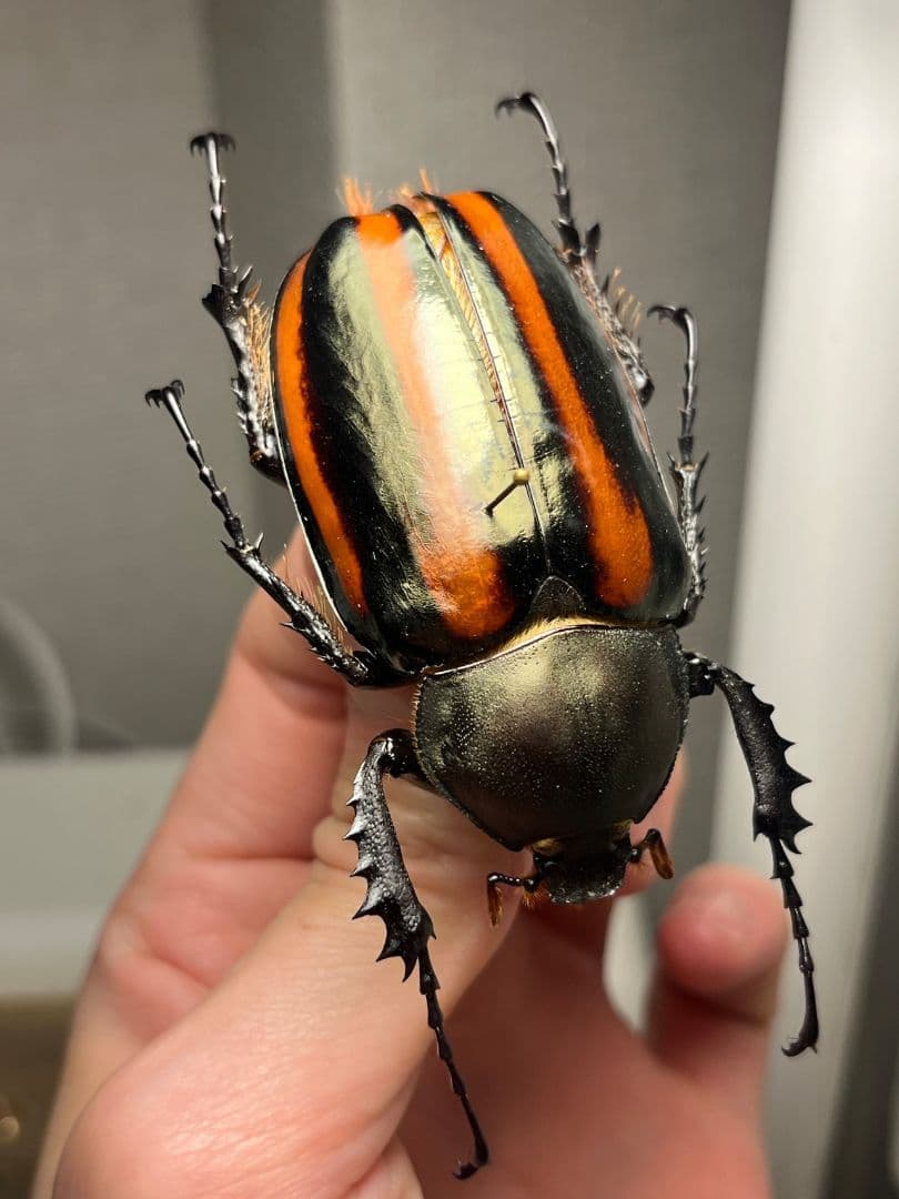【手長黄金最高峰】セスジドウナガテナガコガネ ♀標本 プラチナコガネ
