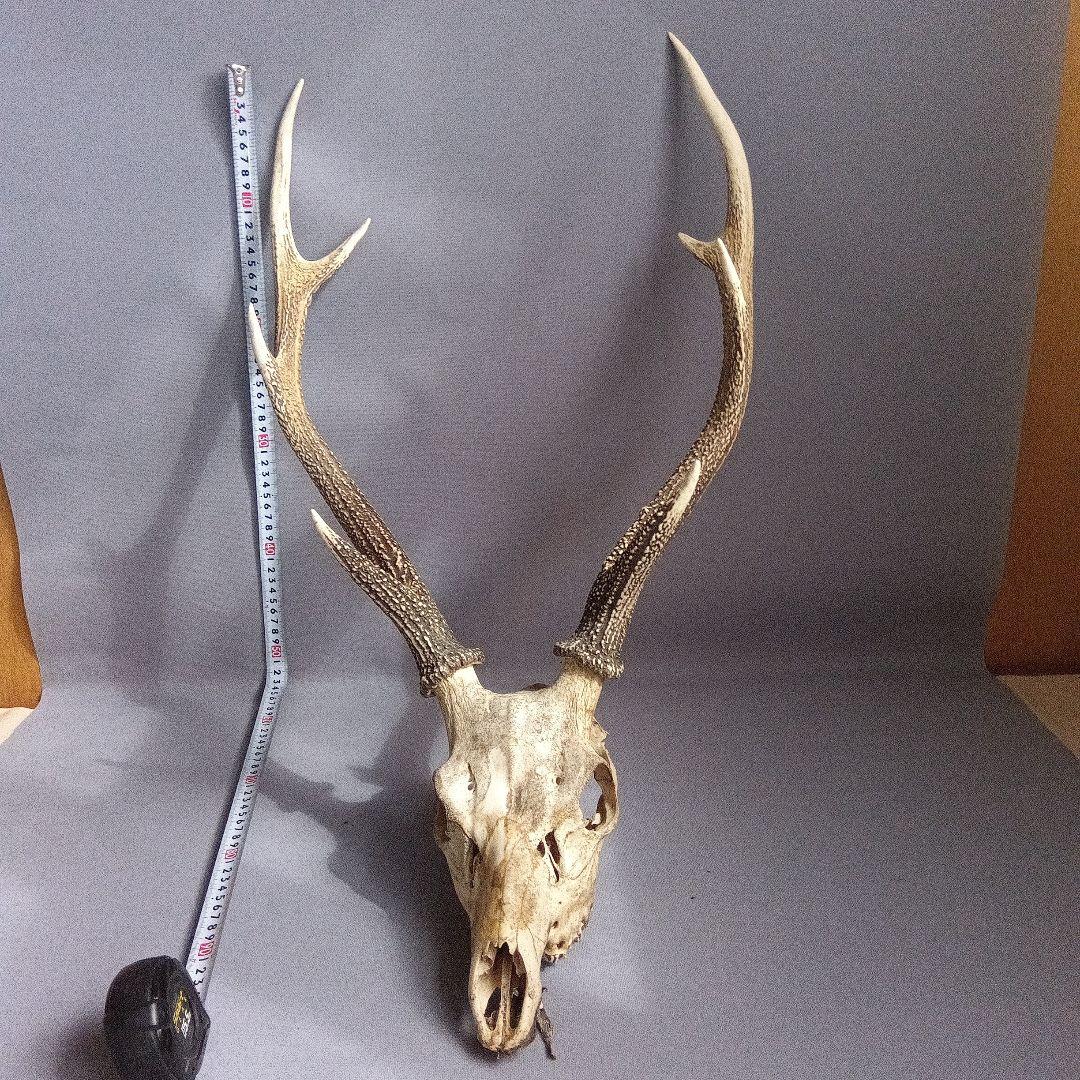 鹿の角　対　頭付き　70cm