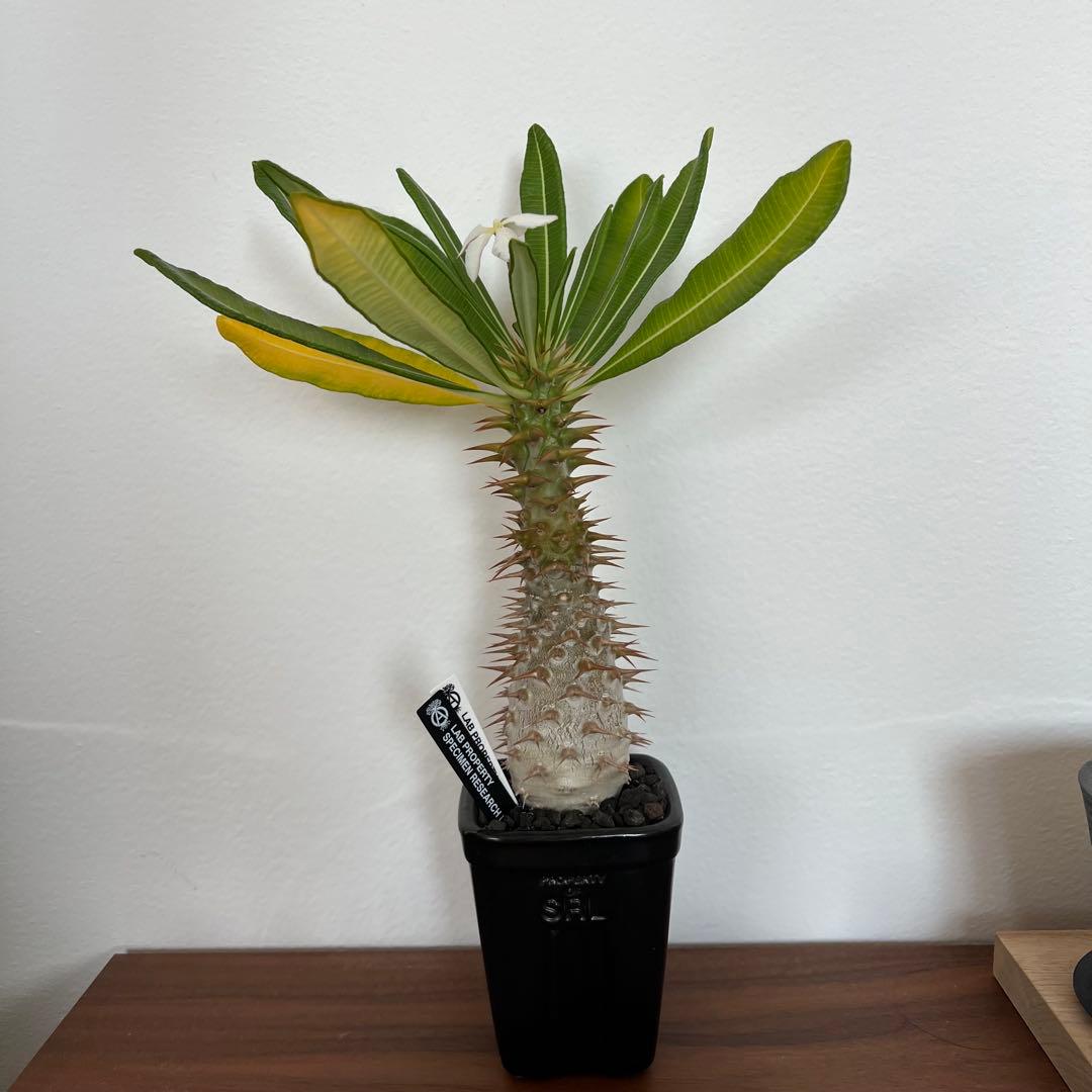 【国内実生・開花】パキポディウム アンボンゲンセ　× SRL 鉢